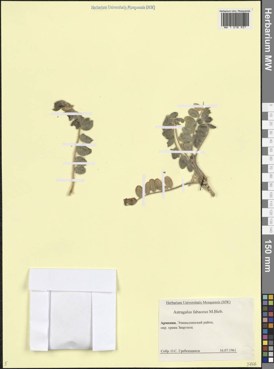 Astragalus fabaceus M.Bieb., Caucasus, Armenia (K5) (Armenia)