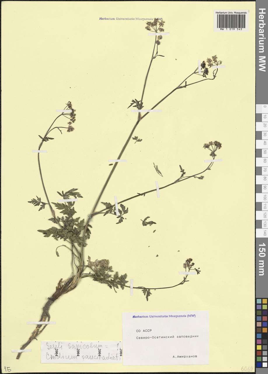 Selinum pauciradiatum (Sommier & Levier) Leute, Caucasus, North Ossetia, Ingushetia & Chechnya (K1c) (Russia)