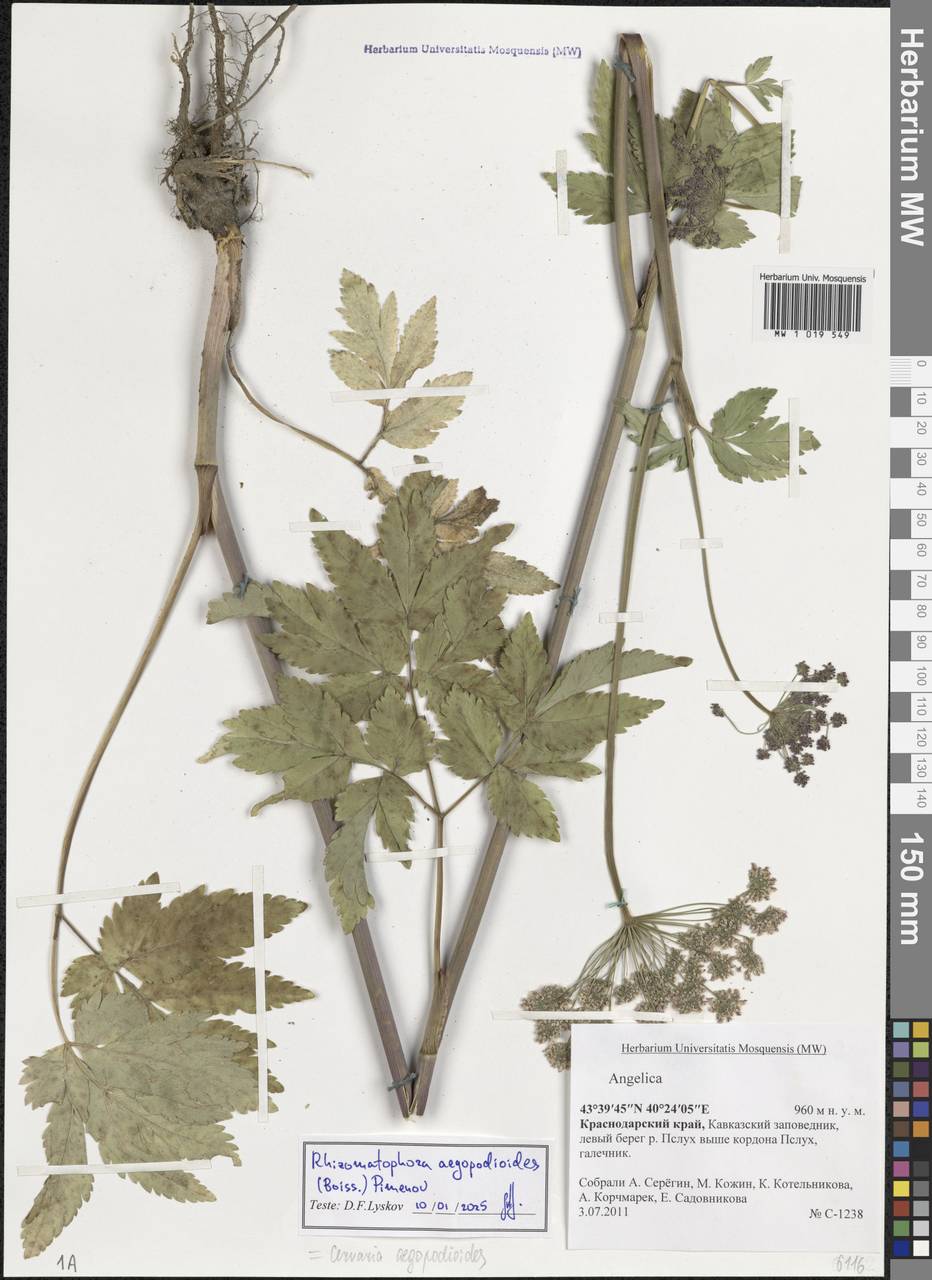 Rhizomatophora aegopodioides (Boiss.) Pimenov, Caucasus, Krasnodar Krai & Adygea (K1a) (Russia)