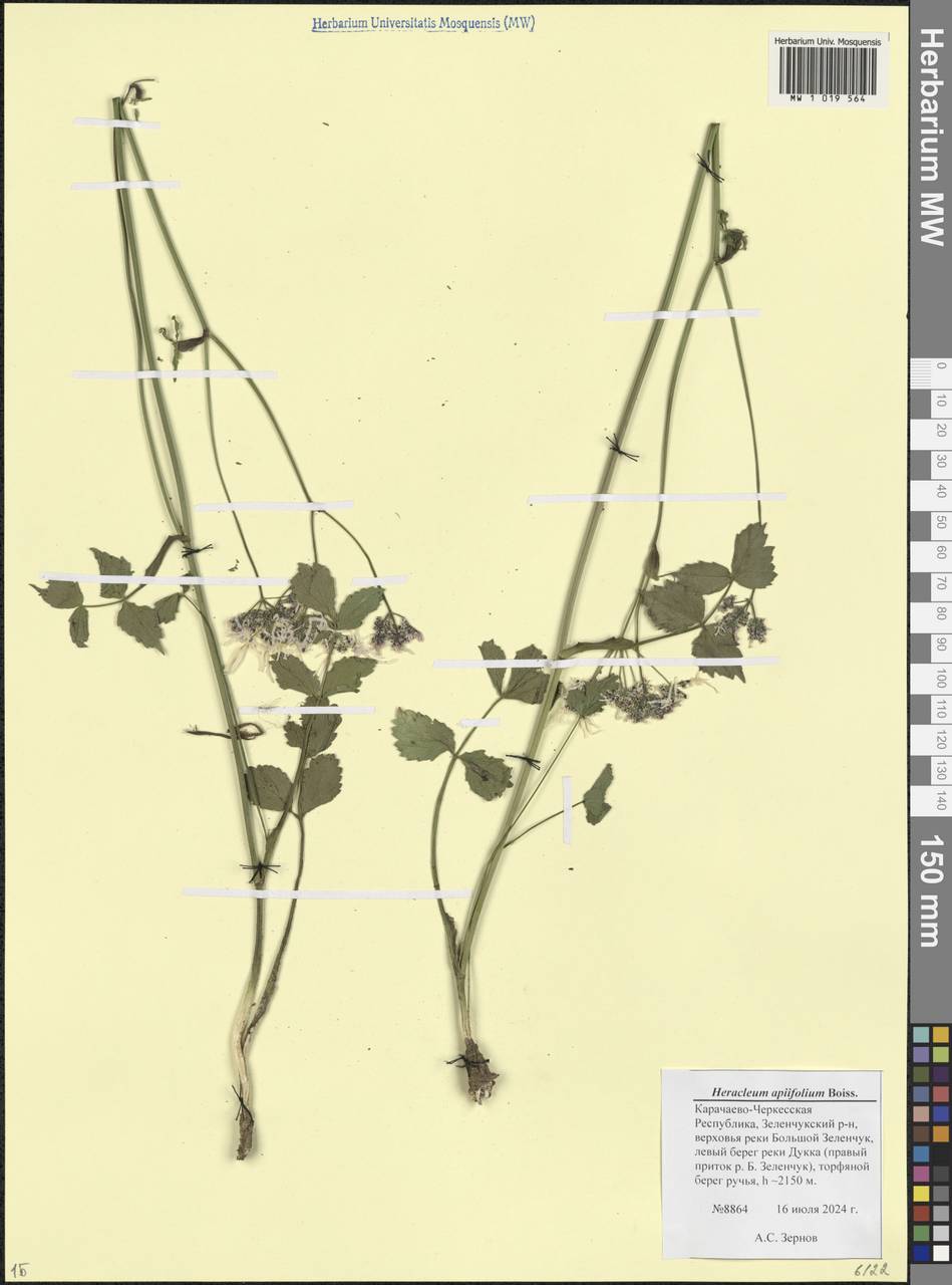 Heracleum apiifolium Boiss., Caucasus, Stavropol Krai, Karachay-Cherkessia & Kabardino-Balkaria (K1b) (Russia)
