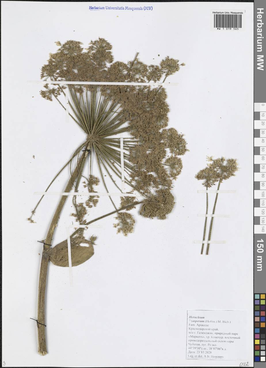 Heracleum asperum (Hoffm.) M.Bieb., Caucasus, Black Sea Shore (from Novorossiysk to Adler) (K3) (Russia)