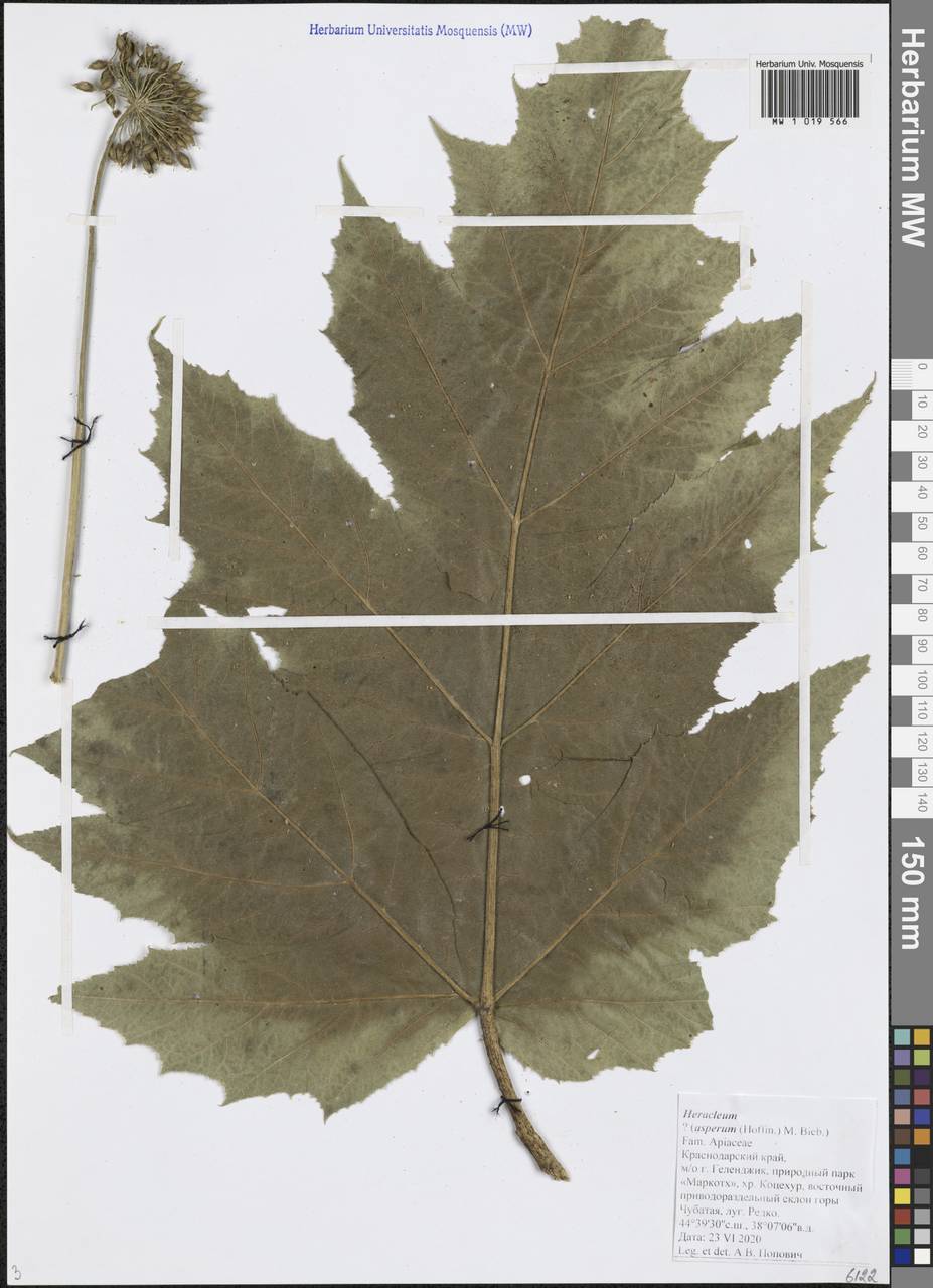 Heracleum asperum (Hoffm.) M.Bieb., Caucasus, Black Sea Shore (from Novorossiysk to Adler) (K3) (Russia)