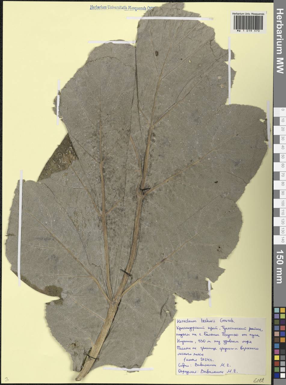 Heracleum leskovii Grossh., Caucasus, Black Sea Shore (from Novorossiysk to Adler) (K3) (Russia)