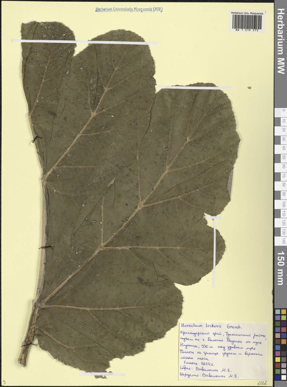 Heracleum leskovii Grossh., Caucasus, Black Sea Shore (from Novorossiysk to Adler) (K3) (Russia)