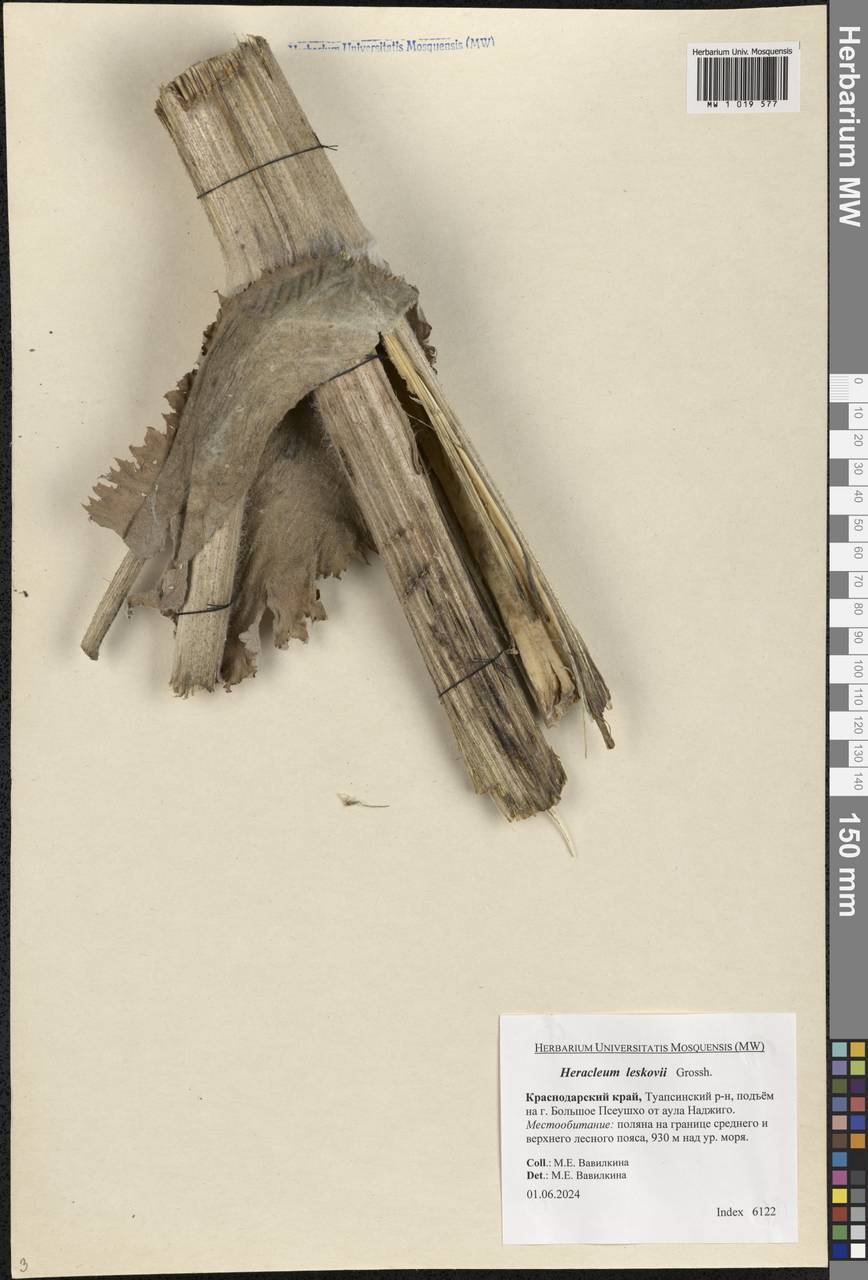 Heracleum leskovii Grossh., Caucasus, Black Sea Shore (from Novorossiysk to Adler) (K3) (Russia)