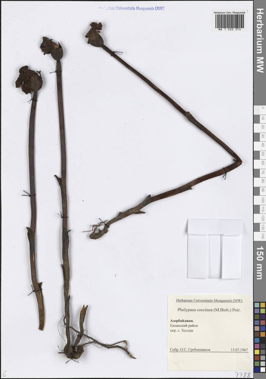Diphelypaea coccinea (M.Bieb.) Nicolson, Caucasus, Azerbaijan (K6) (Azerbaijan)