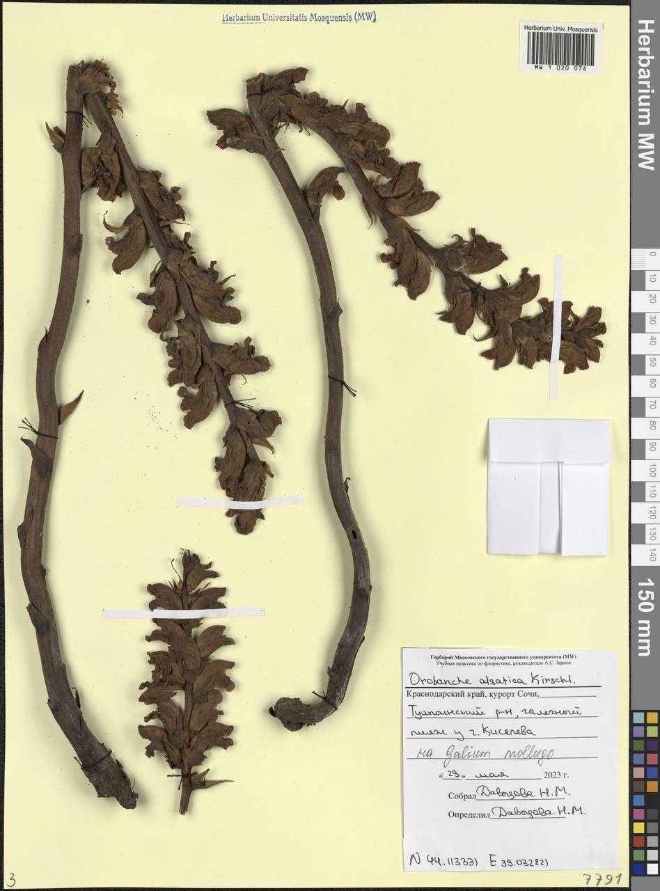 Orobanche buekii subsp. buekii, Caucasus, Black Sea Shore (from Novorossiysk to Adler) (K3) (Russia)