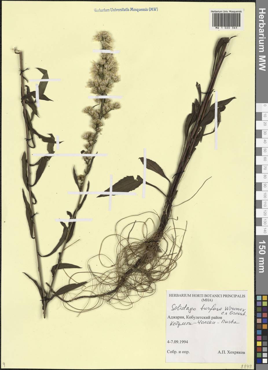 Solidago virgaurea subsp. turfosa (Woron. ex Grossh.) Greuter, Caucasus, Georgia (K4) (Georgia)
