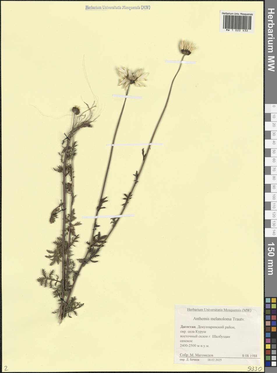 Cota melanoloma subsp. melanoloma, Caucasus, Dagestan (K2) (Russia)