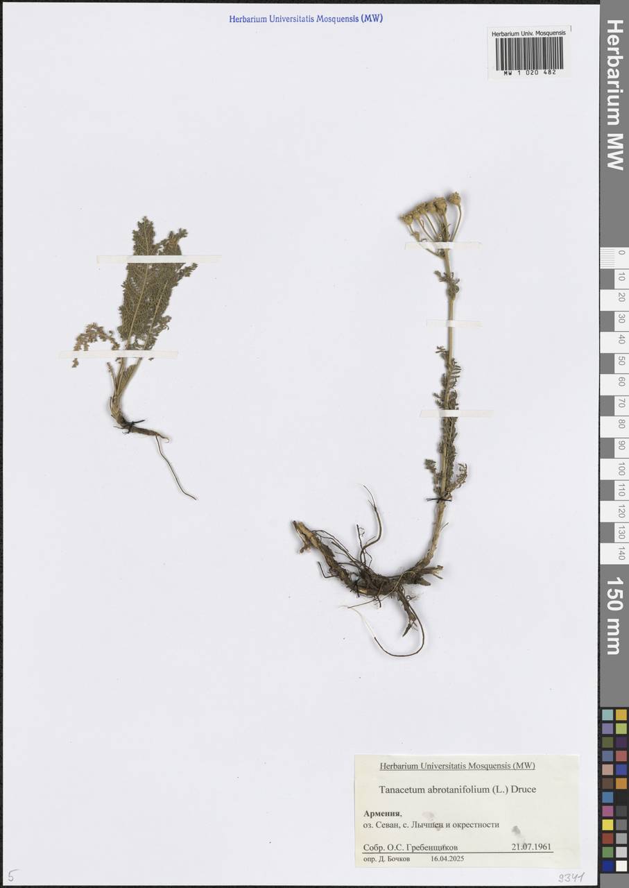 Tanacetum abrotanifolium (L.) Druce, Caucasus, Armenia (K5) (Armenia)