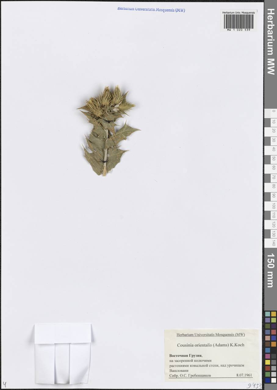Cousinia orientalis (Adams) K.Koch, Caucasus, Georgia (K4) (Georgia)