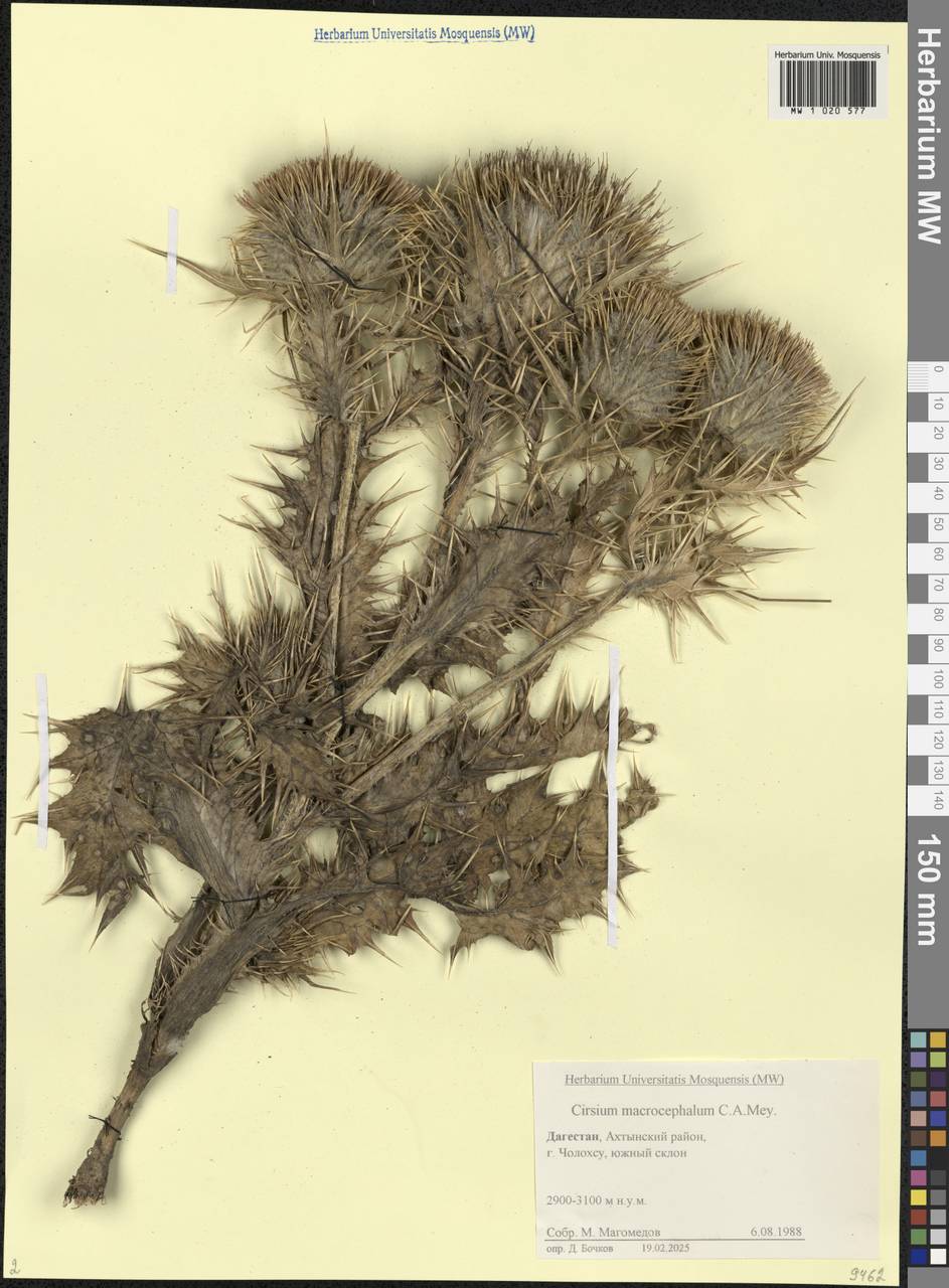 Lophiolepis macrocephala (C.A.Mey.) Bureš, Del Guacchio, Iamonico & P.Caputo, Caucasus, Dagestan (K2) (Russia)