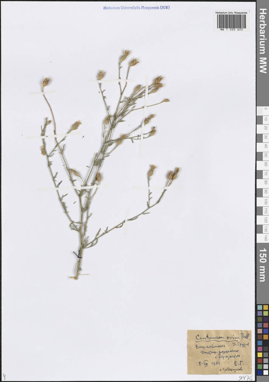 Centaurea ovina Pall. ex Willd., Caucasus, Georgia (K4) (Georgia)