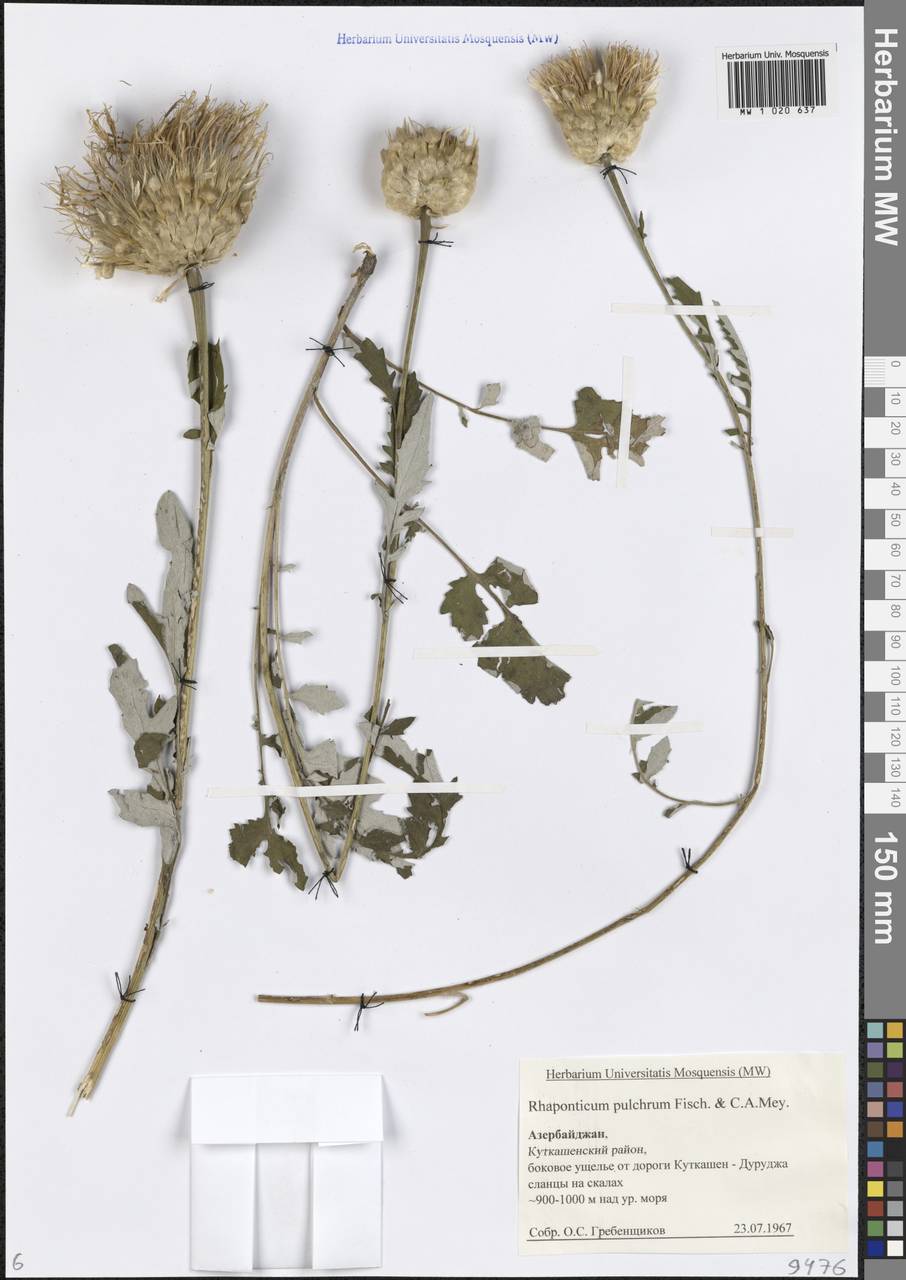Rhaponticum pulchrum Fisch. & C.A.Mey., Caucasus, Azerbaijan (K6) (Azerbaijan)