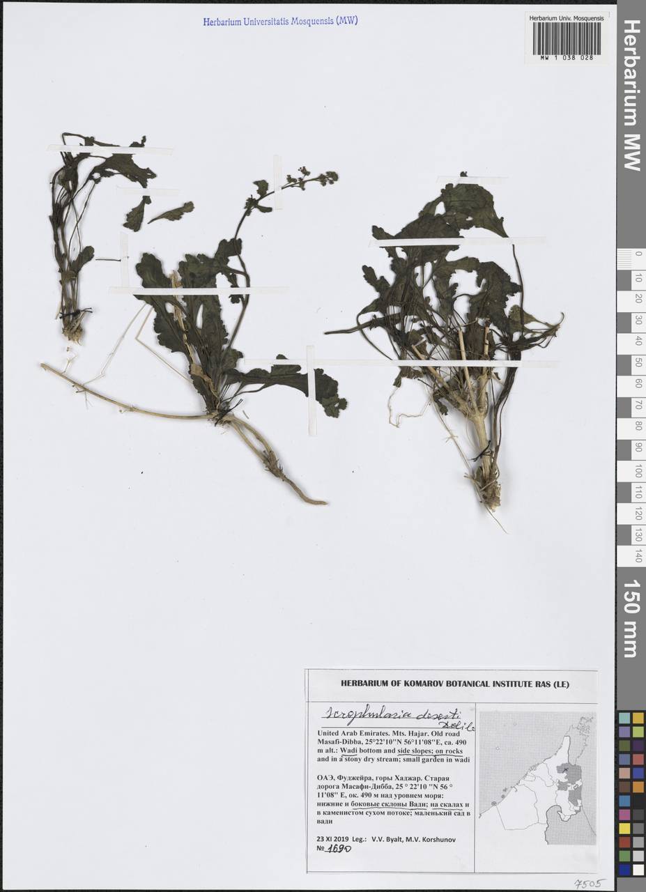 Scrophularia deserti Delile, South Asia, South Asia (Asia outside ex-Soviet states and Mongolia) (ASIA) (United Arab Emirates)