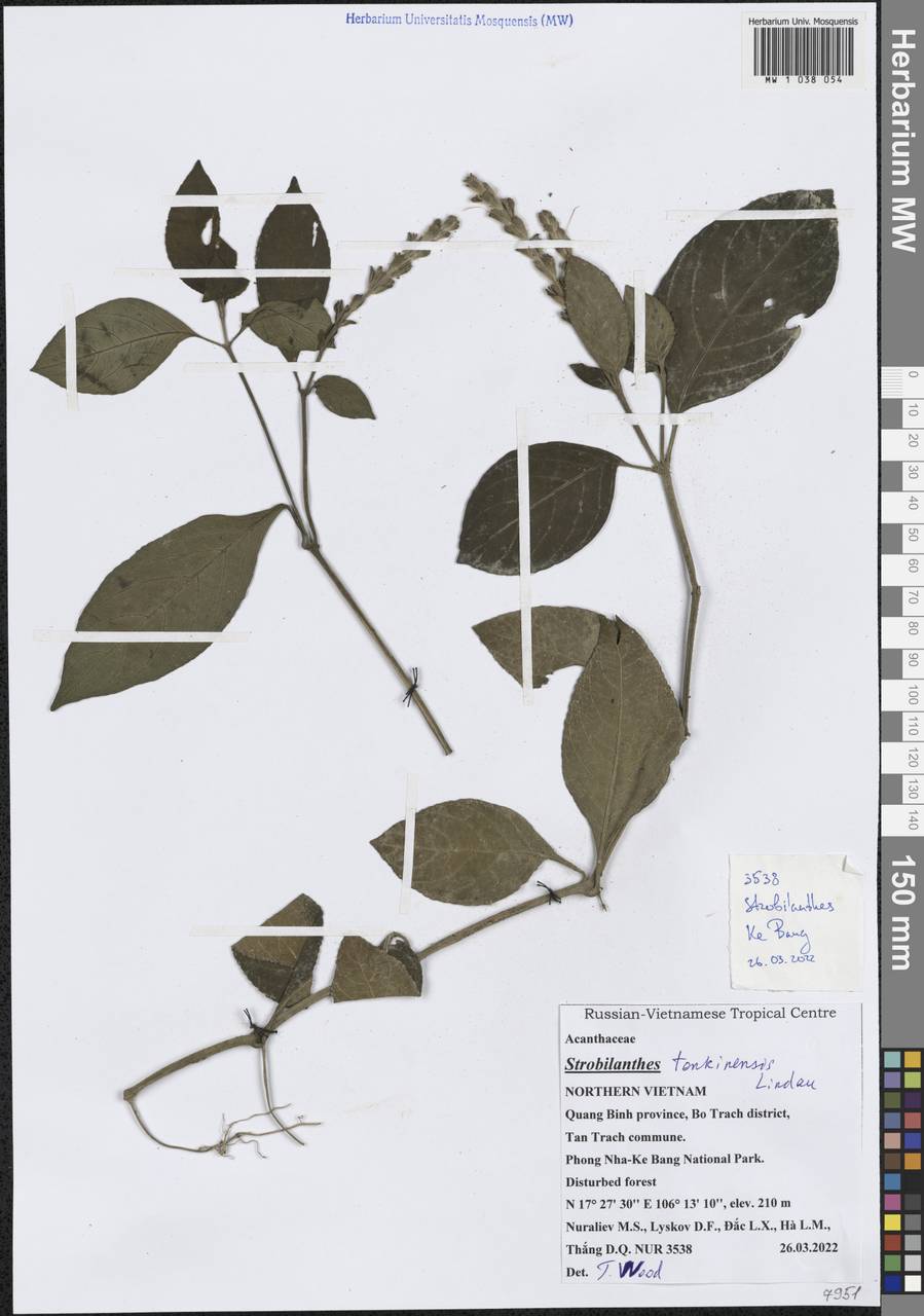 Strobilanthes tonkinensis Lindau, South Asia, South Asia (Asia outside ex-Soviet states and Mongolia) (ASIA) (Vietnam)