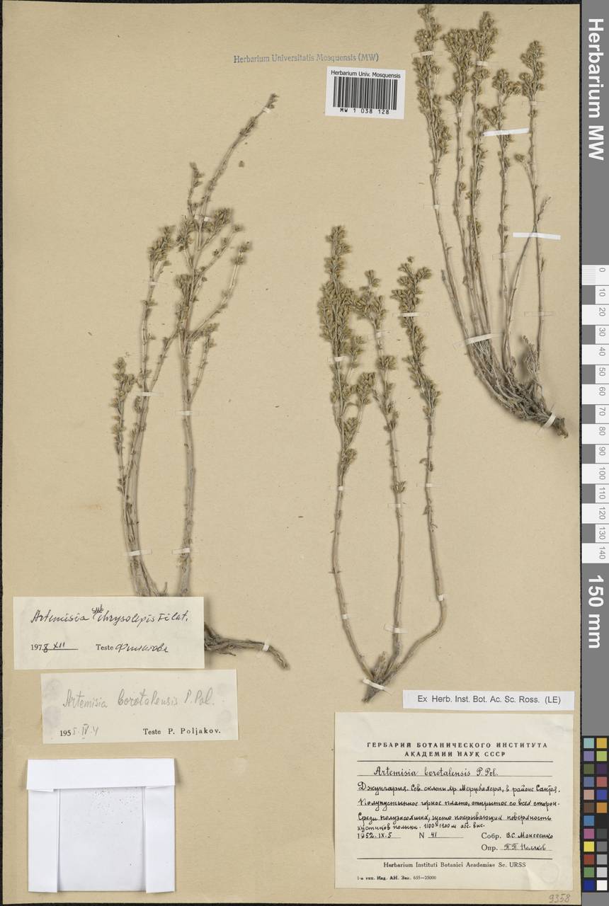Artemisia subchrysolepis Filatova, South Asia, South Asia (Asia outside ex-Soviet states and Mongolia) (ASIA) (China)