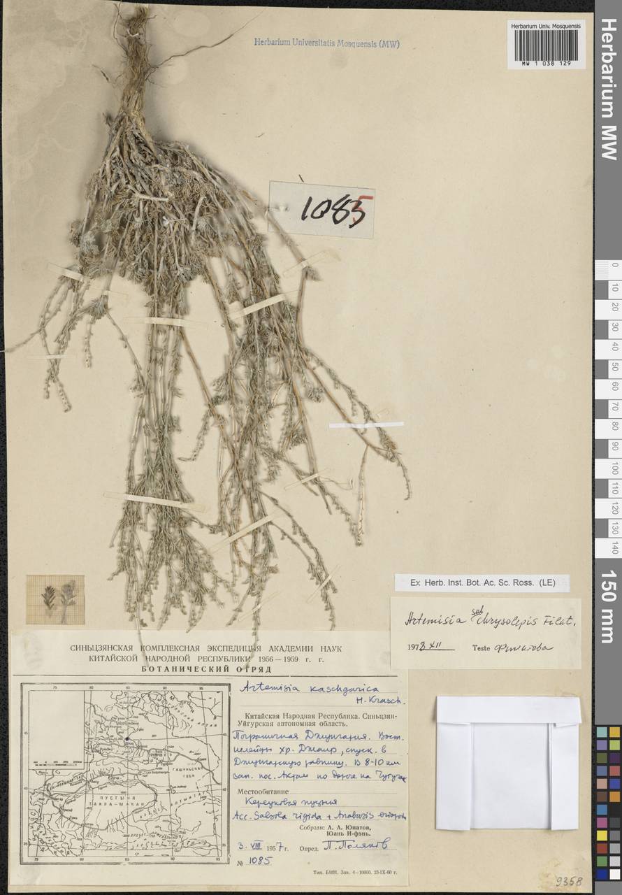Artemisia subchrysolepis Filatova, South Asia, South Asia (Asia outside ex-Soviet states and Mongolia) (ASIA) (China)