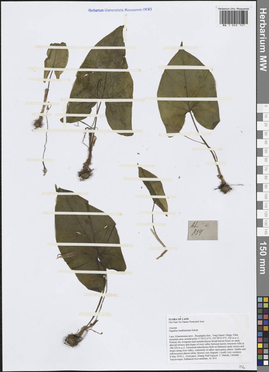 Hapaline benthamiana Schott, South Asia, South Asia (Asia outside ex-Soviet states and Mongolia) (ASIA) (Laos)