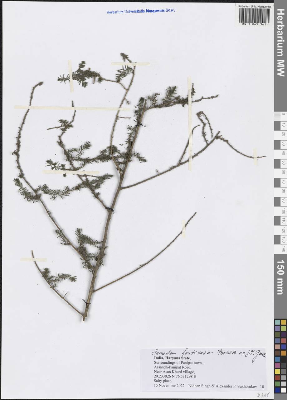 Suaeda fruticosa Forssk. ex J. F. Gmel., South Asia, South Asia (Asia outside ex-Soviet states and Mongolia) (ASIA) (India)