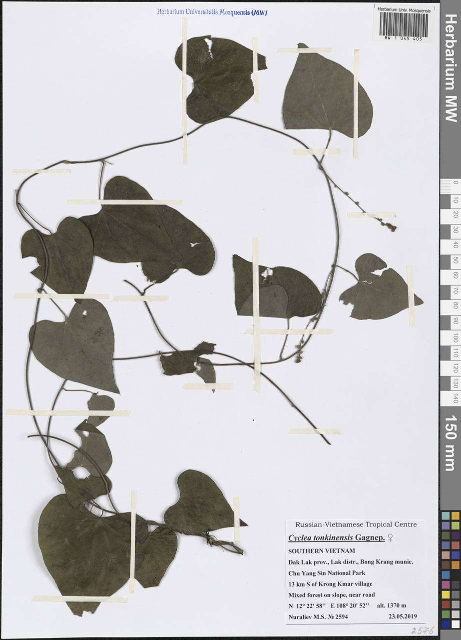 Cyclea tonkinensis Gagnep., South Asia, South Asia (Asia outside ex-Soviet states and Mongolia) (ASIA) (Vietnam)
