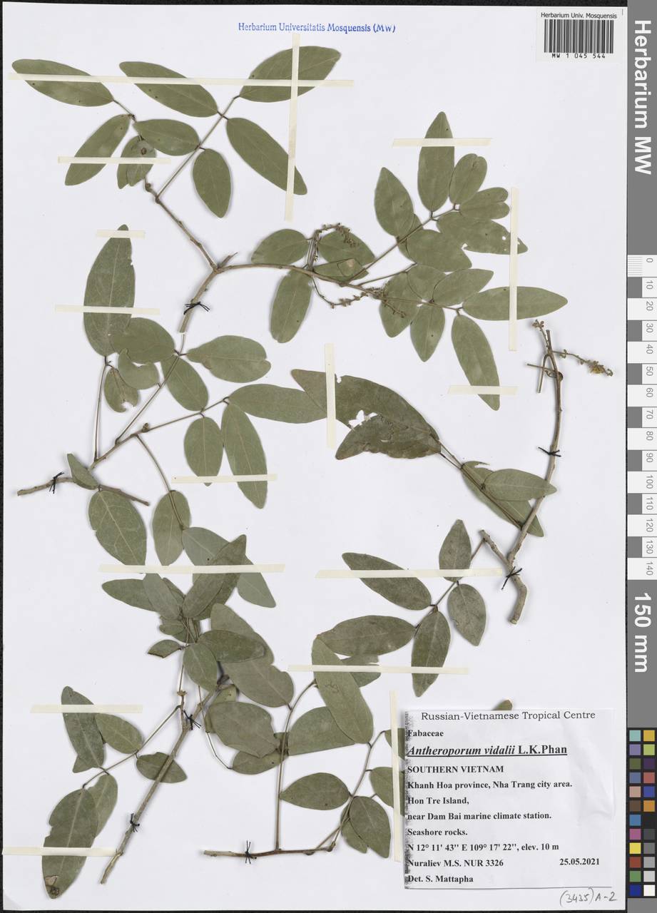 Antheroporum vidalii L.K.Phan, South Asia, South Asia (Asia outside ex-Soviet states and Mongolia) (ASIA) (Vietnam)