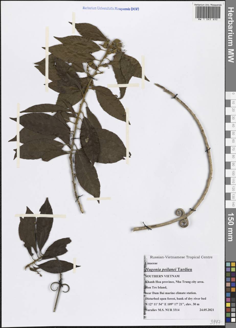 Hugonia poilanei Tardieu, South Asia, South Asia (Asia outside ex-Soviet states and Mongolia) (ASIA) (Vietnam)