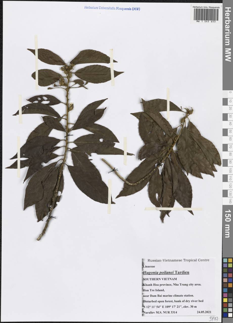 Hugonia poilanei Tardieu, South Asia, South Asia (Asia outside ex-Soviet states and Mongolia) (ASIA) (Vietnam)