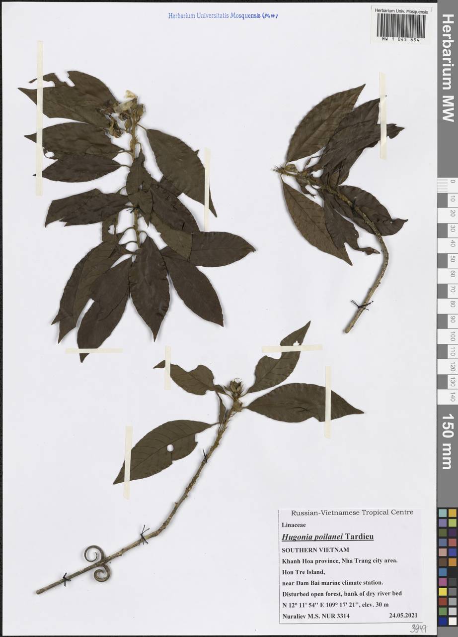 Hugonia poilanei Tardieu, South Asia, South Asia (Asia outside ex-Soviet states and Mongolia) (ASIA) (Vietnam)