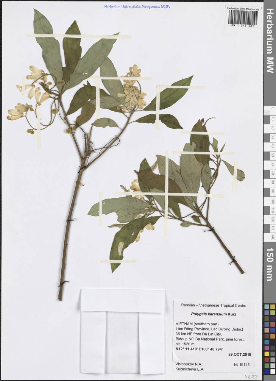 Polygala karensium Kurz, South Asia, South Asia (Asia outside ex-Soviet states and Mongolia) (ASIA) (Vietnam)