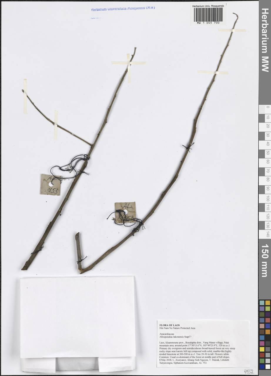 Allospondias lakonensis (Pierre) Stapf, South Asia, South Asia (Asia outside ex-Soviet states and Mongolia) (ASIA) (Laos)