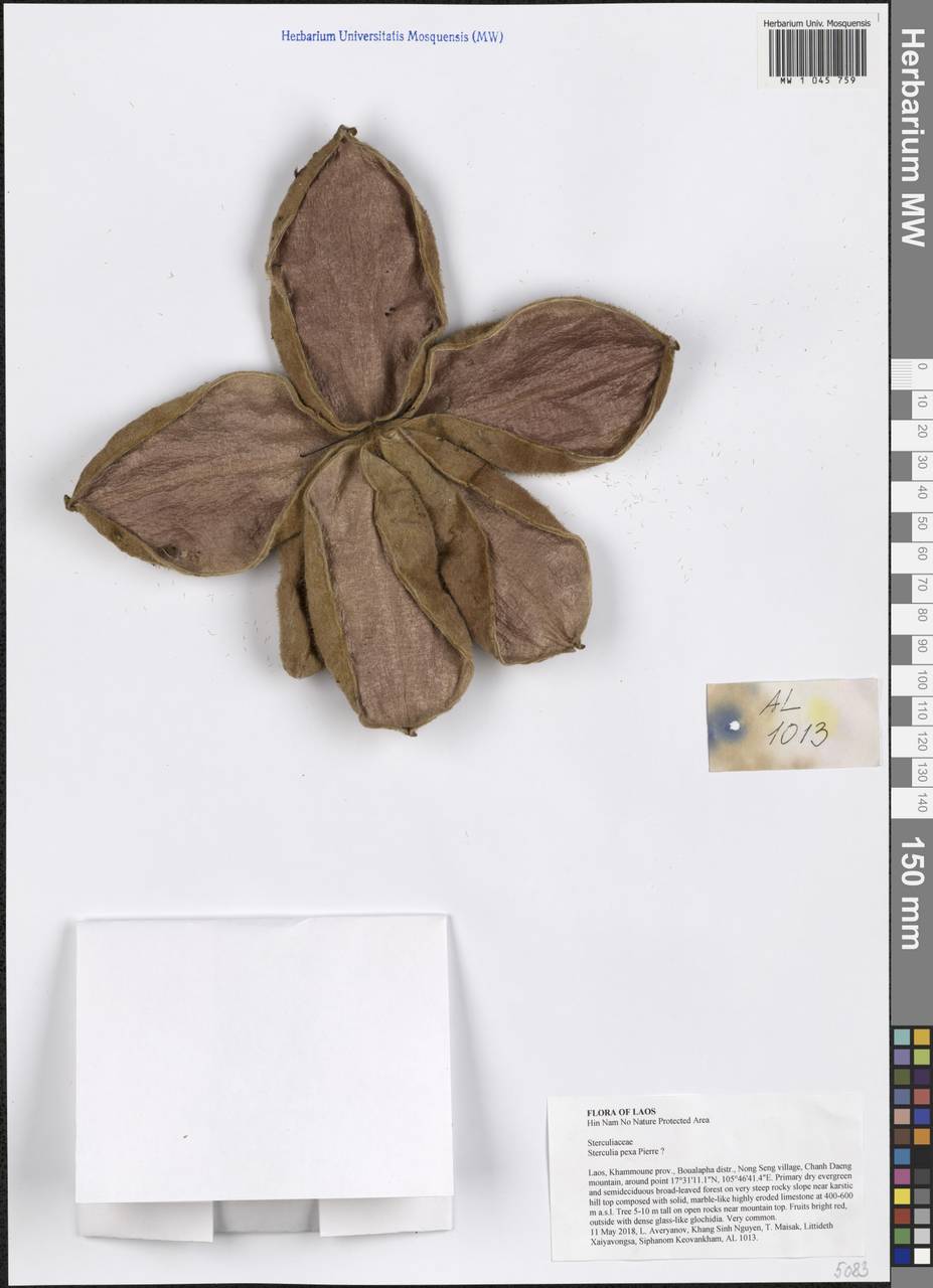 Sterculia pexa Pierre, South Asia, South Asia (Asia outside ex-Soviet states and Mongolia) (ASIA) (Laos)