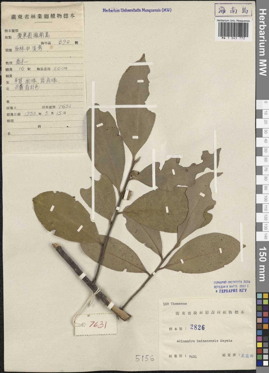 Adinandra hainanensis Hayata, South Asia, South Asia (Asia outside ex-Soviet states and Mongolia) (ASIA) (China)