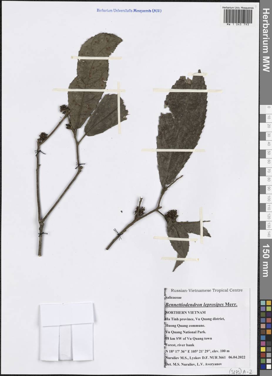 Bennettiodendron leprosipes (Clos) Merr., South Asia, South Asia (Asia outside ex-Soviet states and Mongolia) (ASIA) (Vietnam)