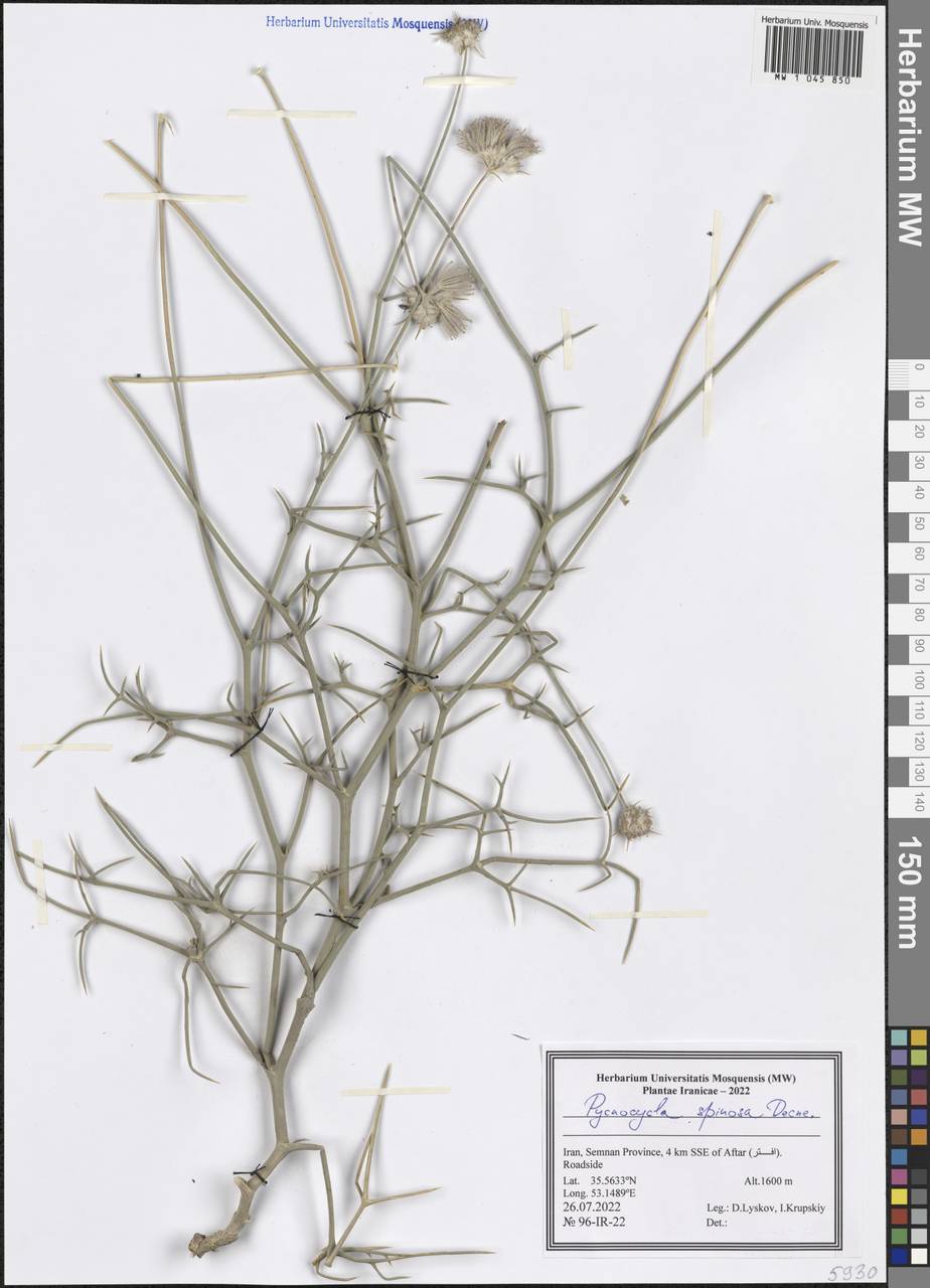 Pycnocycla spinosa Decne. ex Boiss., South Asia, South Asia (Asia outside ex-Soviet states and Mongolia) (ASIA) (Iran)