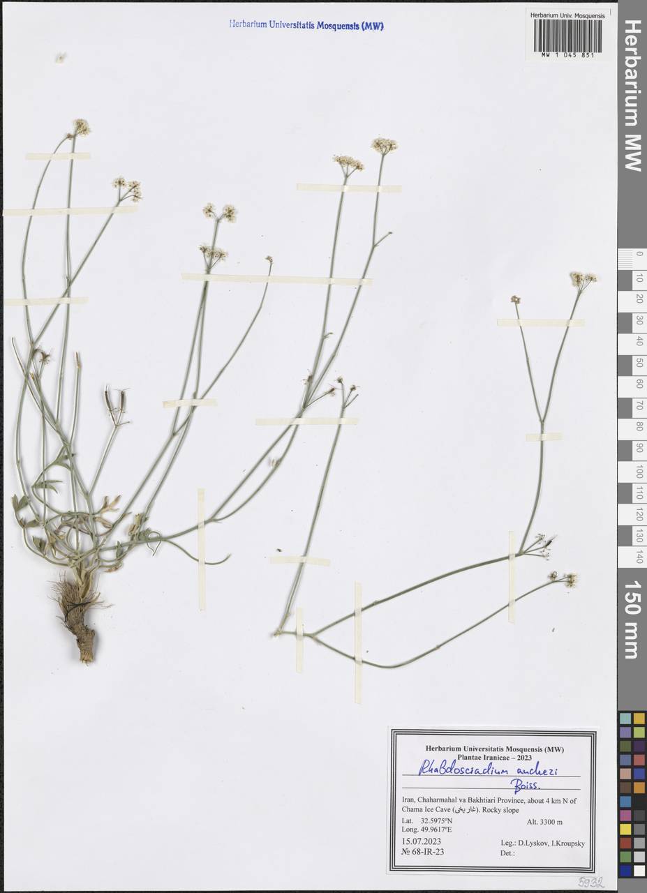 Rhabdosciadium aucheri Boiss., South Asia, South Asia (Asia outside ex-Soviet states and Mongolia) (ASIA) (Iran)