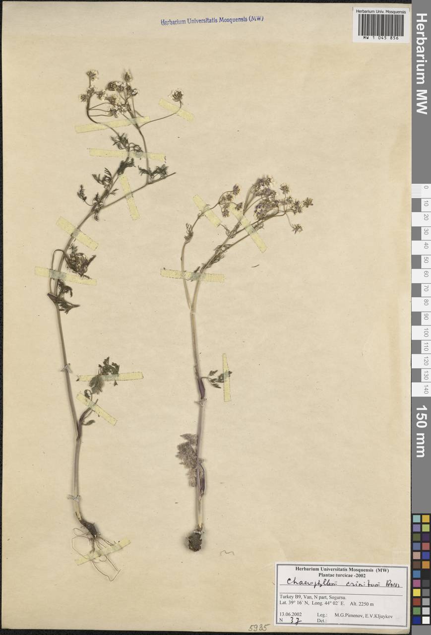 Chaerophyllum crinitum Boiss., South Asia, South Asia (Asia outside ex-Soviet states and Mongolia) (ASIA) (Turkey)