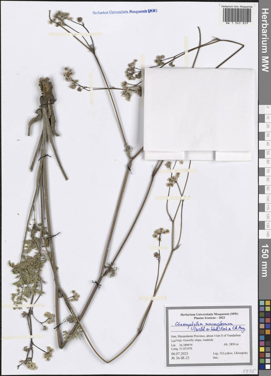 Chaerophyllum macrospermum (Willd. ex Spreng.) Fisch. & C.A.Mey., South Asia, South Asia (Asia outside ex-Soviet states and Mongolia) (ASIA) (Iran)