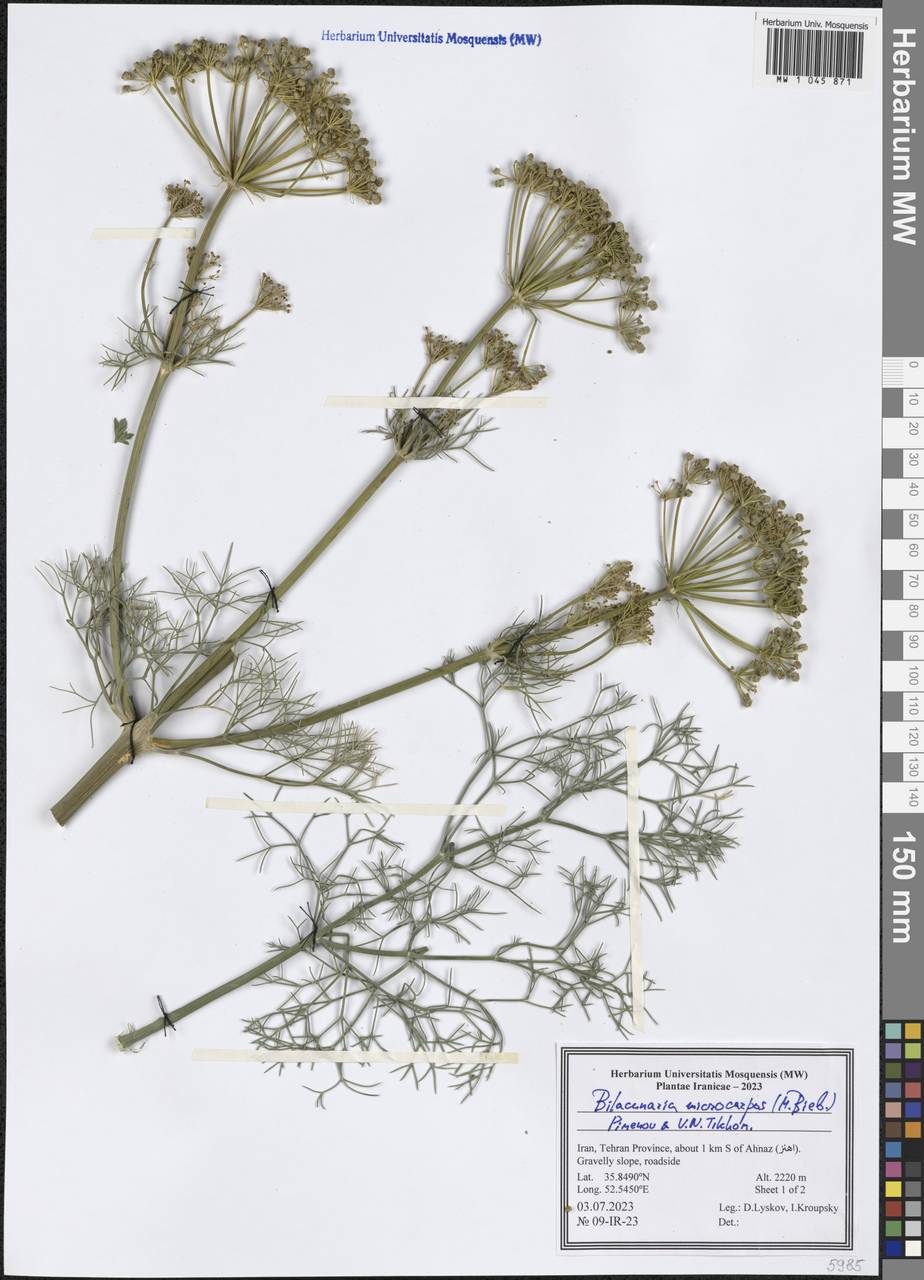 Bilacunaria microcarpa (M.Bieb.) Pimenov & V.N.Tikhom., South Asia, South Asia (Asia outside ex-Soviet states and Mongolia) (ASIA) (Iran)
