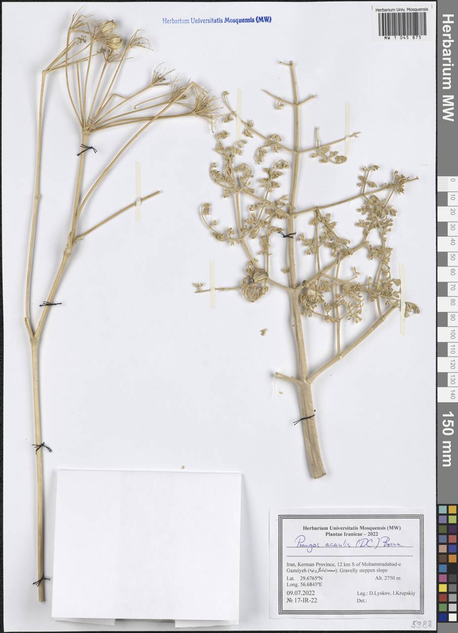 Prangos acaulis (DC.) Bornm., South Asia, South Asia (Asia outside ex-Soviet states and Mongolia) (ASIA) (Iran)