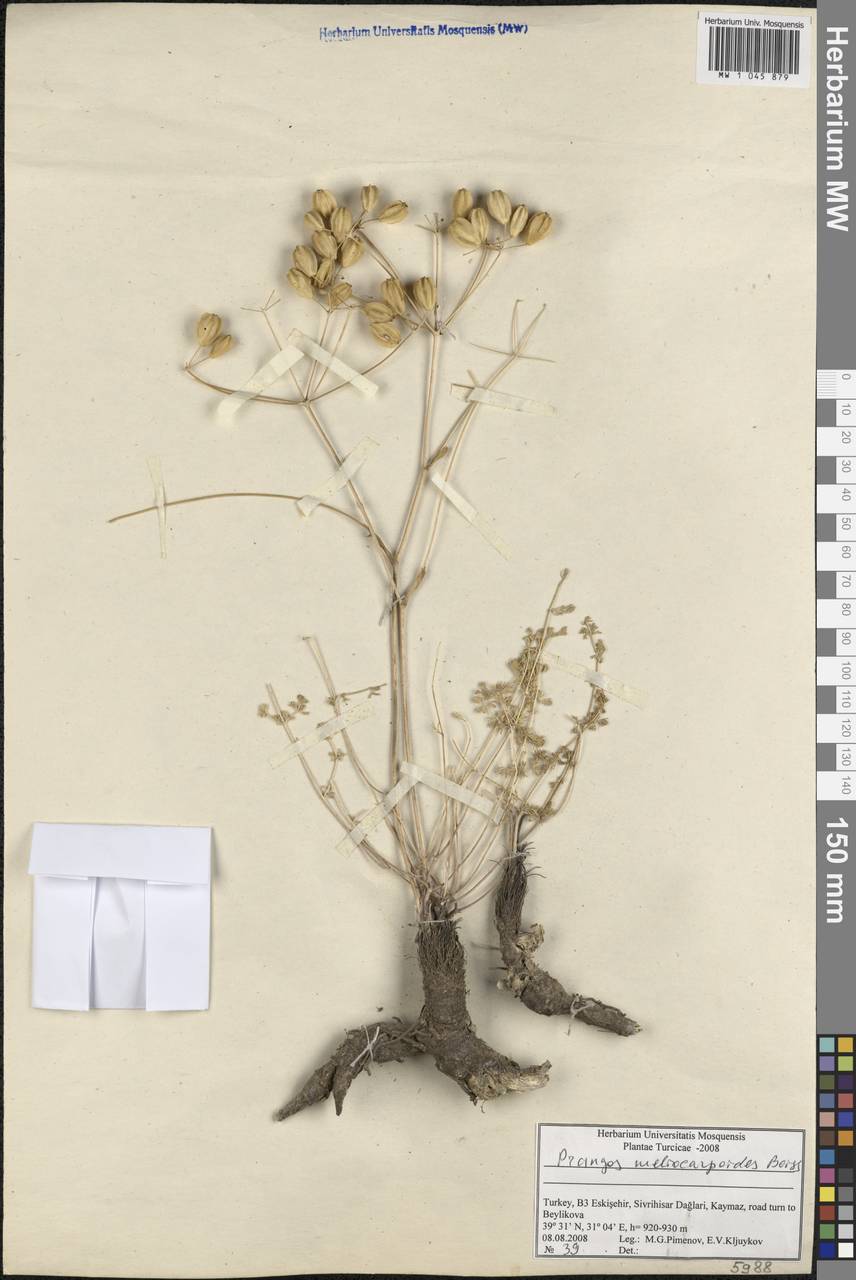 Prangos meliocarpoides Boiss., South Asia, South Asia (Asia outside ex-Soviet states and Mongolia) (ASIA) (Turkey)