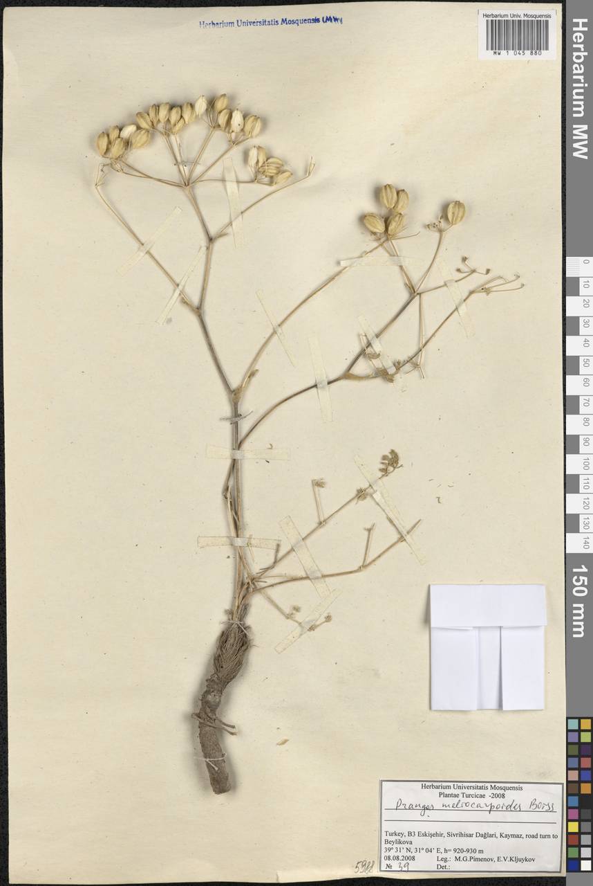 Prangos meliocarpoides Boiss., South Asia, South Asia (Asia outside ex-Soviet states and Mongolia) (ASIA) (Turkey)