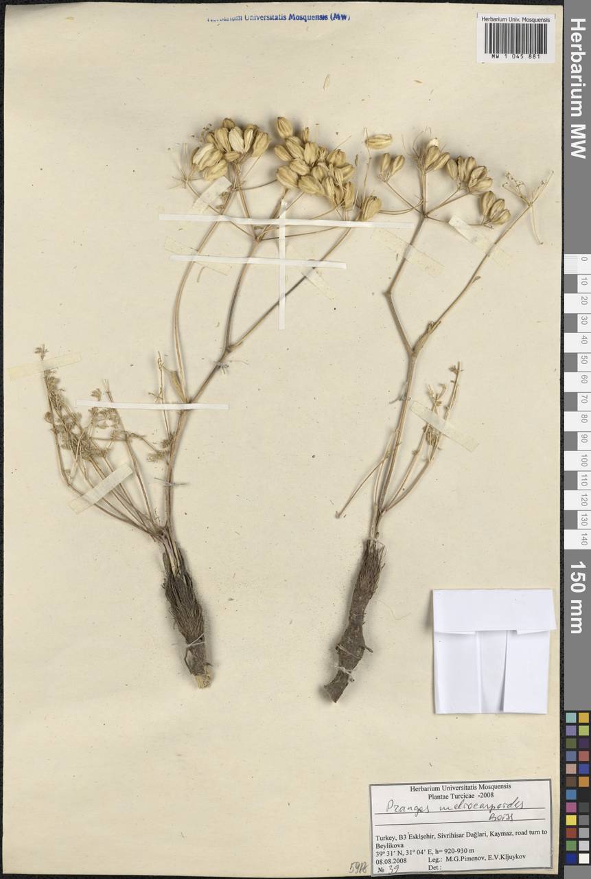Prangos meliocarpoides Boiss., South Asia, South Asia (Asia outside ex-Soviet states and Mongolia) (ASIA) (Turkey)