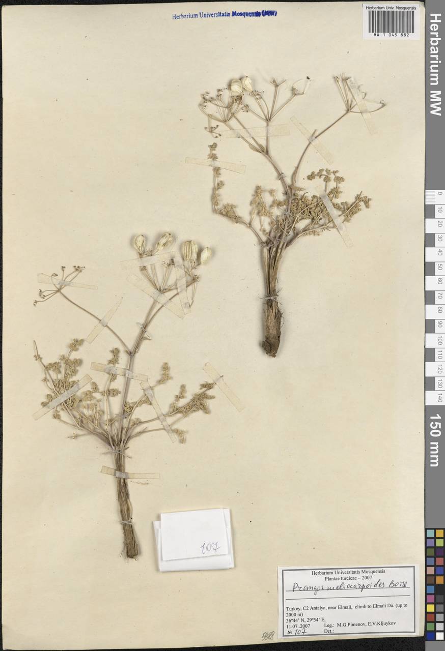 Prangos meliocarpoides Boiss., South Asia, South Asia (Asia outside ex-Soviet states and Mongolia) (ASIA) (Turkey)