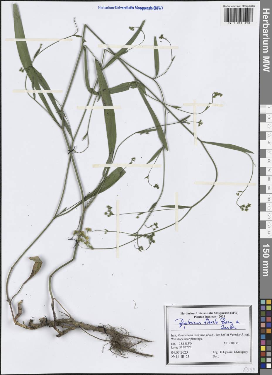 Bupleurum flexile Bornm. & Gauba, South Asia, South Asia (Asia outside ex-Soviet states and Mongolia) (ASIA) (Iran)