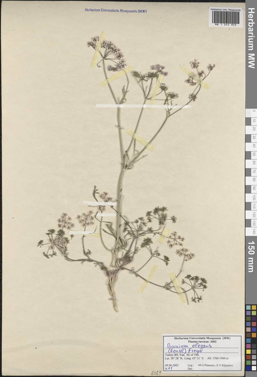 Bunium elegans (Fenzl) Freyn, South Asia, South Asia (Asia outside ex-Soviet states and Mongolia) (ASIA) (Turkey)