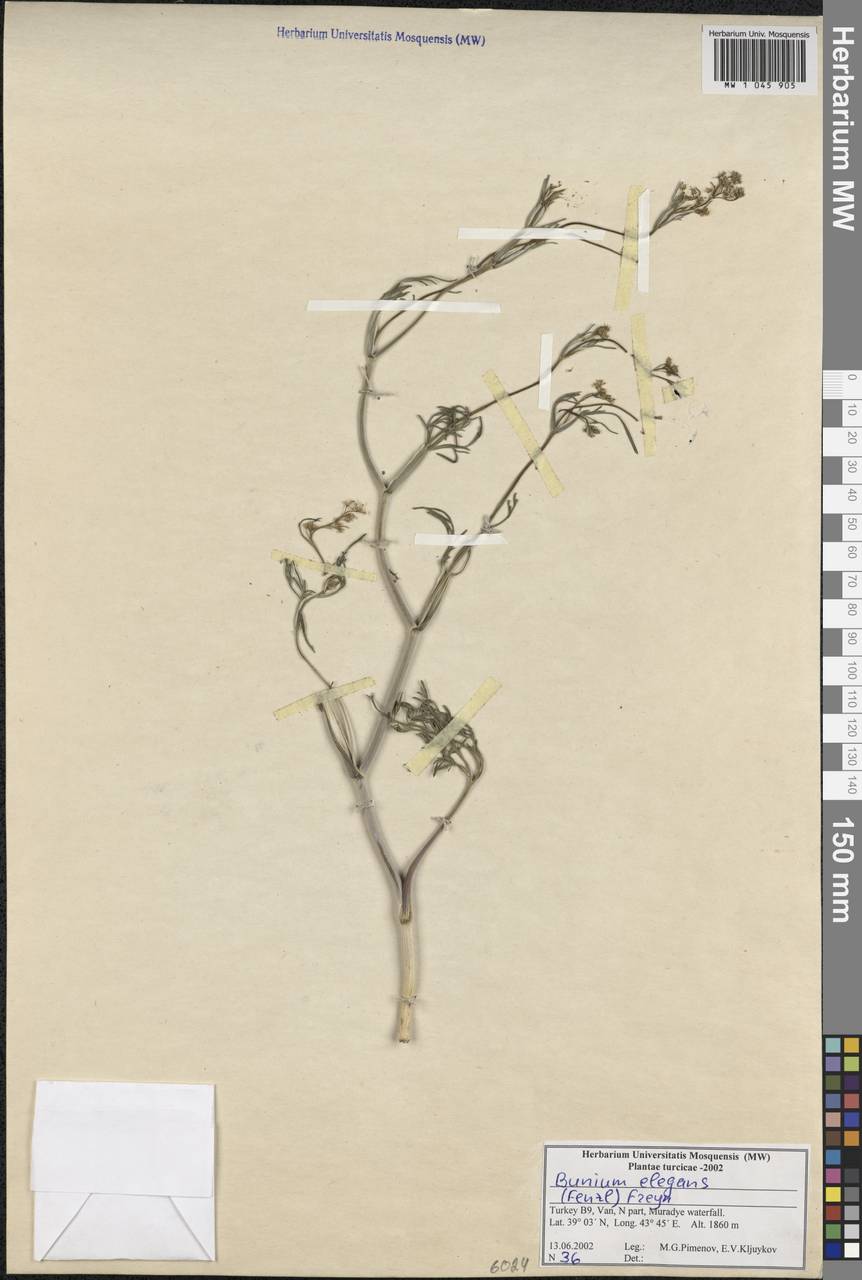 Bunium elegans (Fenzl) Freyn, South Asia, South Asia (Asia outside ex-Soviet states and Mongolia) (ASIA) (Turkey)