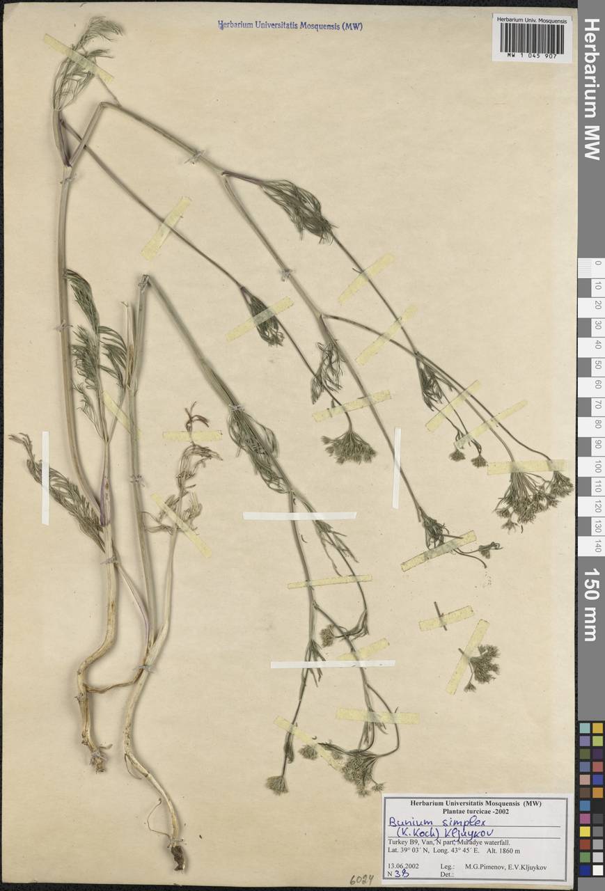 Bunium elegans (Fenzl) Freyn, South Asia, South Asia (Asia outside ex-Soviet states and Mongolia) (ASIA) (Turkey)