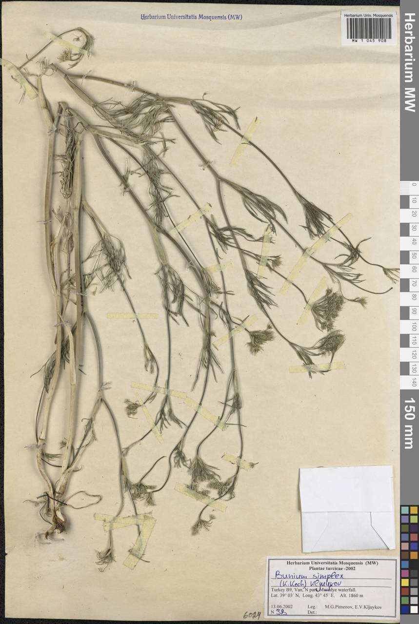 Bunium elegans (Fenzl) Freyn, South Asia, South Asia (Asia outside ex-Soviet states and Mongolia) (ASIA) (Turkey)