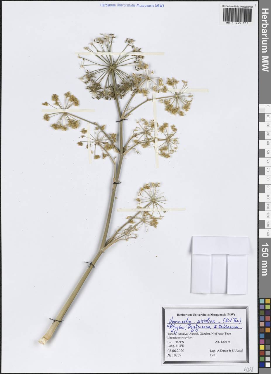 Neomuretia pisidica (Kit Tan) Kljuykov, Degtjareva & Zakharova, South Asia, South Asia (Asia outside ex-Soviet states and Mongolia) (ASIA) (Turkey)